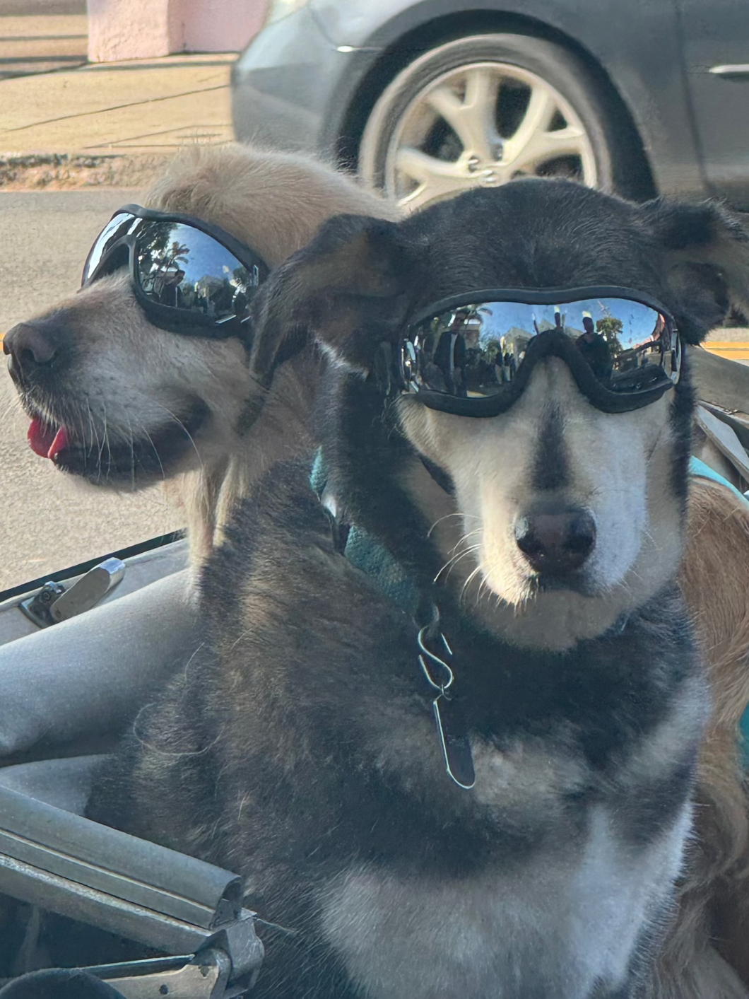 Two Pets Gift Card